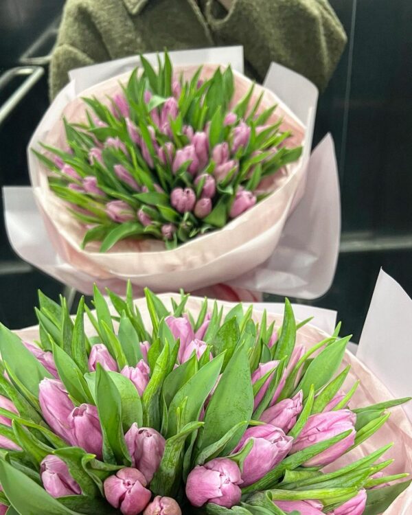 Tulip Lilac